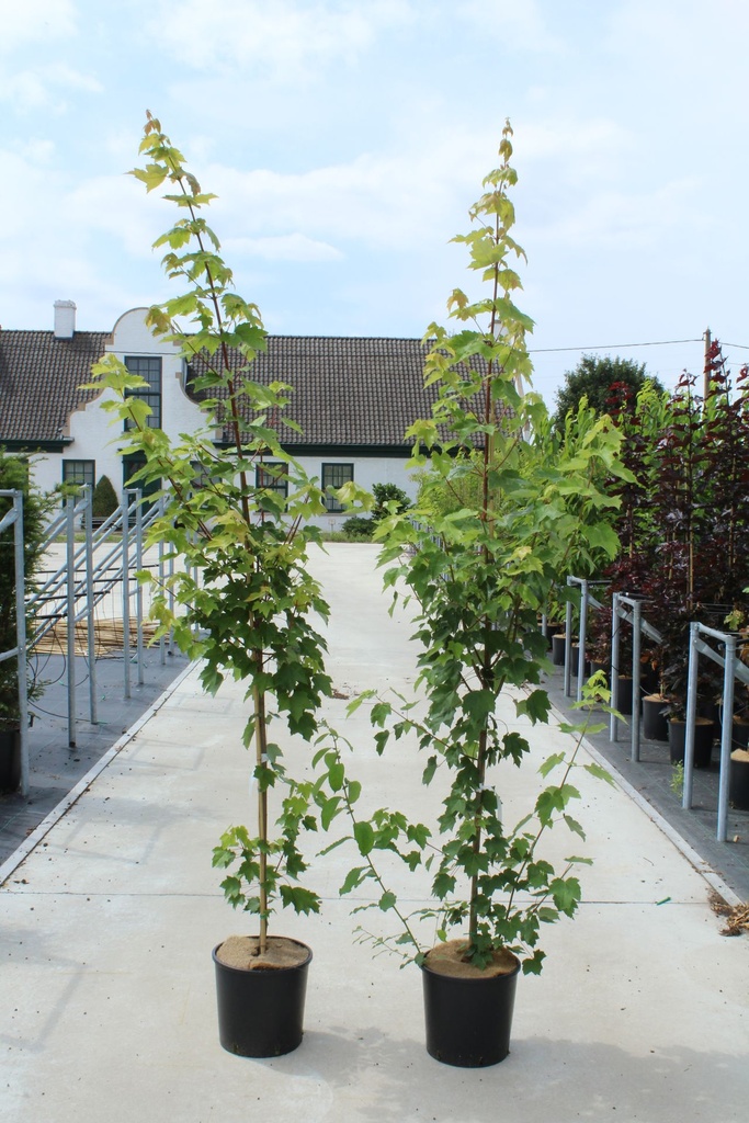 [P] Acer rubrum 'Fairview Flame' cont. 12L 150-175 cm feathered +ф