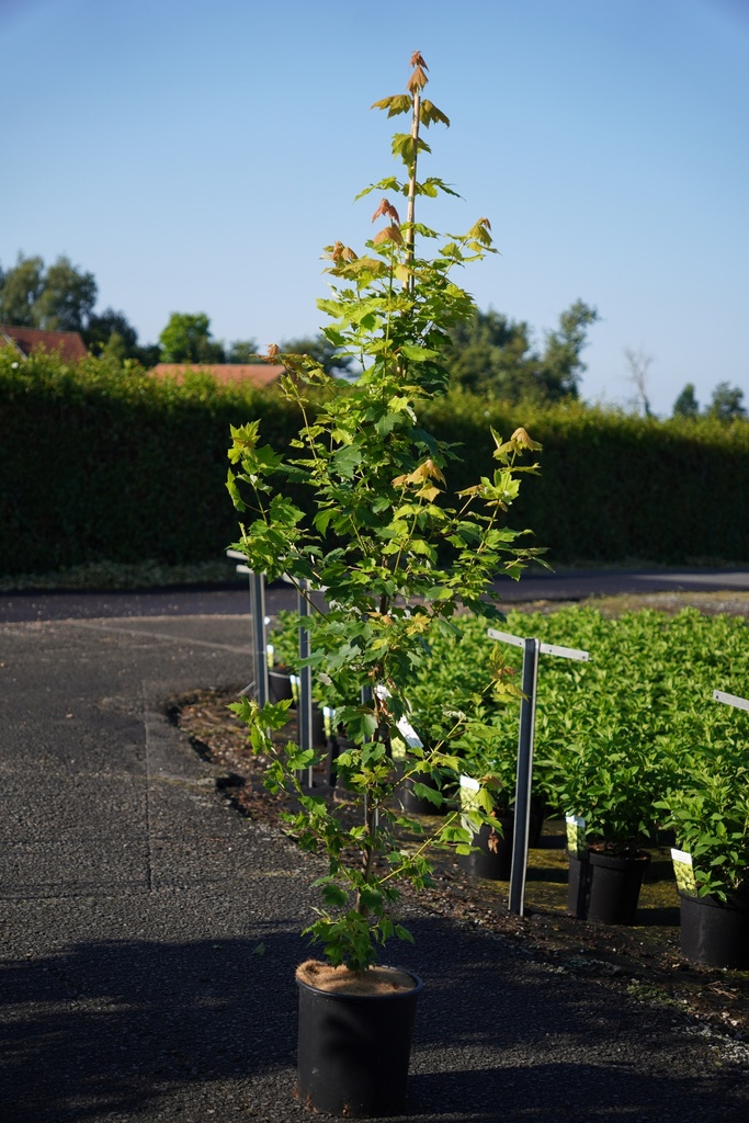 [P] Acer rubrum 'Fairview Flame' cont. 12L 150-175 cm junger Baum +B