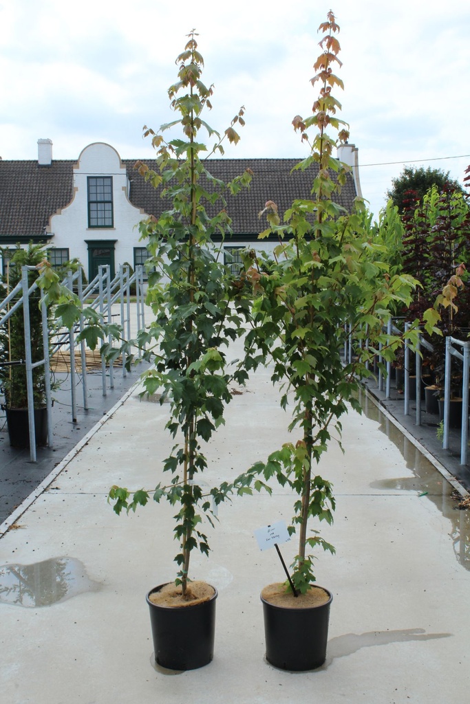 [P] Acer rubrum 'Sun Valley' cont. 12L 150-175 cm feathered +ф