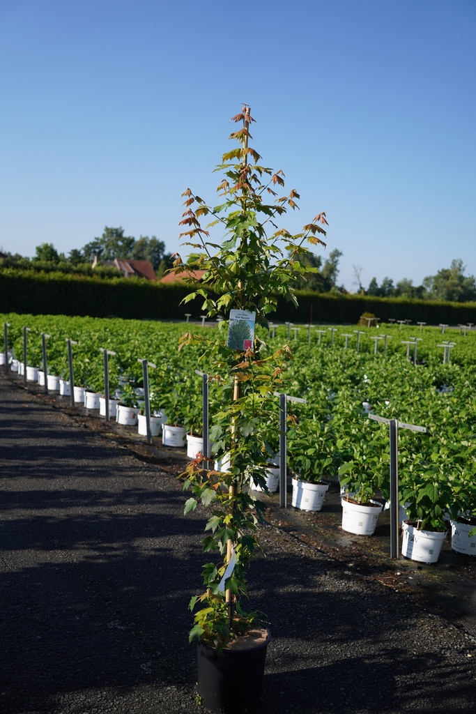 [P] Acer rubrum 'Sun Valley' cont. 12L 200/+ cm feathered +p
