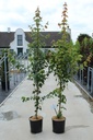 Acer rubrum 'Sun Valley' cont. 12L 150-175 cm feathered +ф