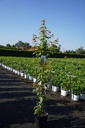 Acer rubrum 'Sun Valley' cont. 12L 200/+ cm spil +f