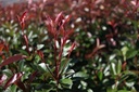 Photinia fraseri 'Red Robin' cont. 25L hoogstam 8-10