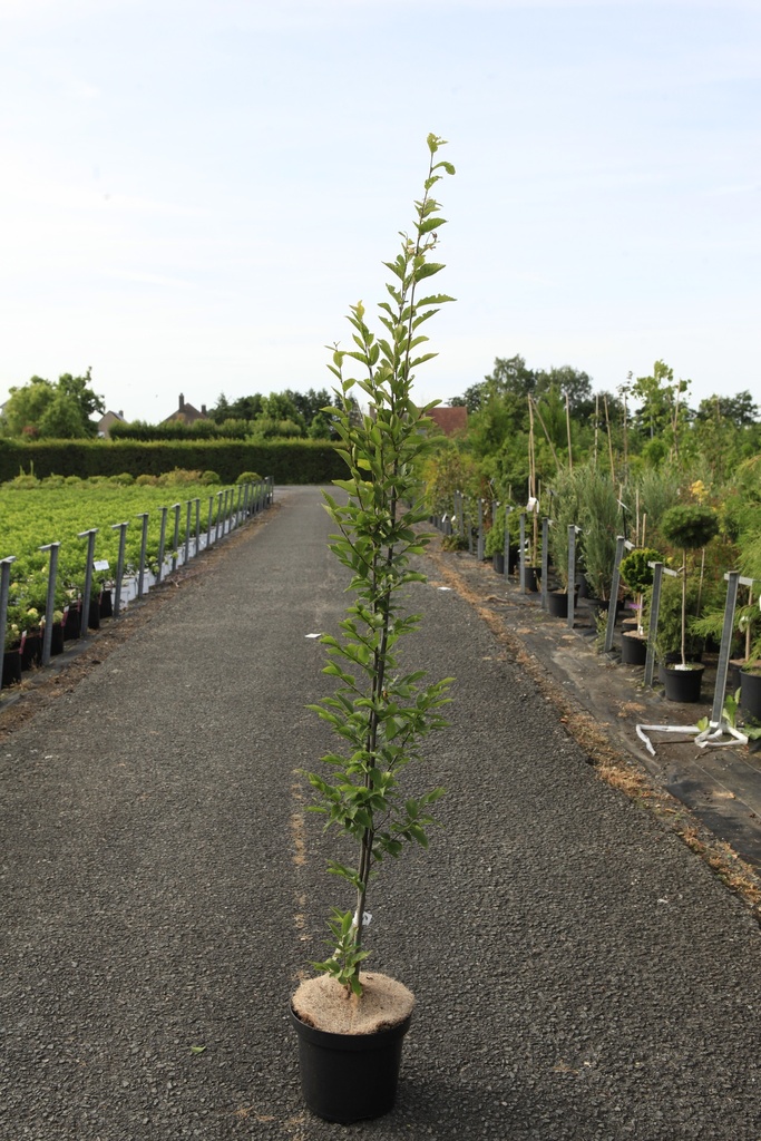 [P] Carpinus betulus 'Fastigiata' cont. 7,5L 150-175 cm
