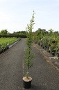 Carpinus betulus 'Fastigiata' cont. 7,5L 150-175 cm
