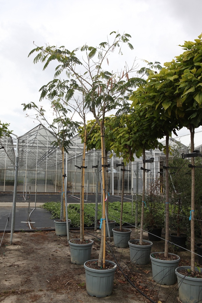[P] Albizia julibrissin OMBRELLA cont. 50L Stamm 10-12