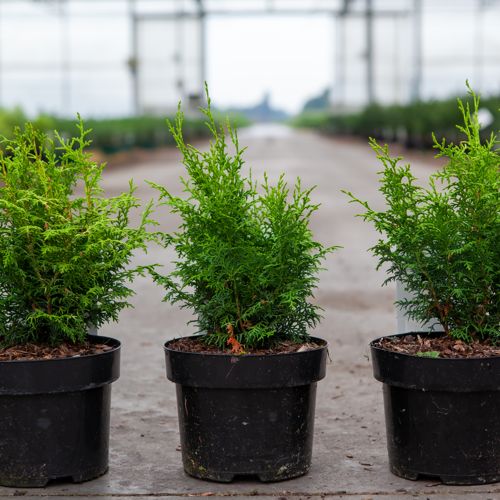 [P] Chamaecyparis obtusa LUCAS® cont. 2L 20-25 cm +ф