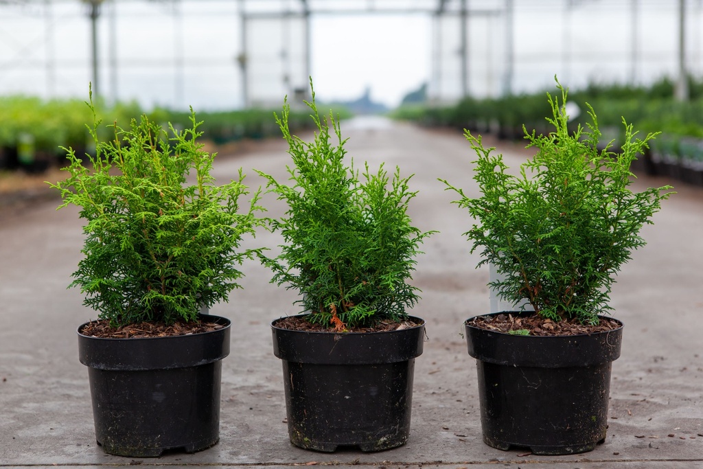 Chamaecyparis obtusa LUCAS® cont. 2L 20-25 cm +p