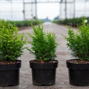 Chamaecyparis obtusa LUCAS® cont. 2L 20-25 cm +B