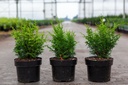 Chamaecyparis obtusa LUCAS® cont. 2L 20-25 cm +p