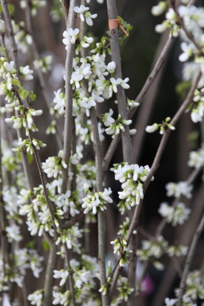 [P] Cercis chinensis 'Shirobana' cont. 35L 150/+ cm