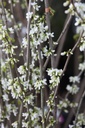 Cercis chinensis 'Shirobana' Kont. 35L 150/+ cm
