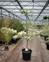 Cornus controversa 'Variegata' cont. 50L 175-200 cm
