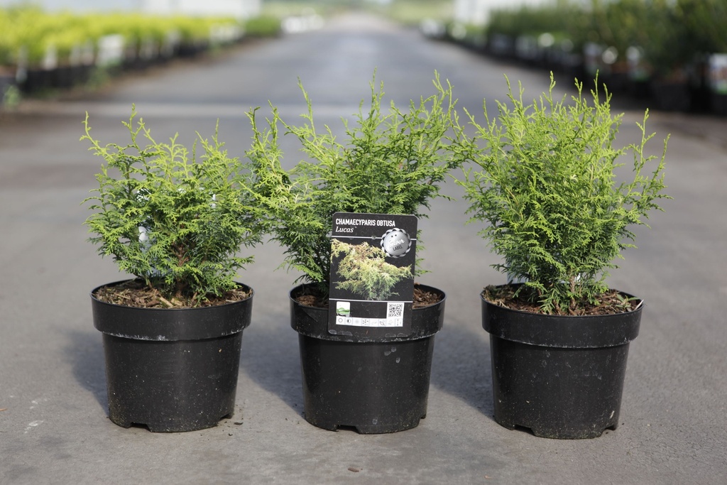 Chamaecyparis obtusa LUCAS® cont. 3L 20-25 cm +f