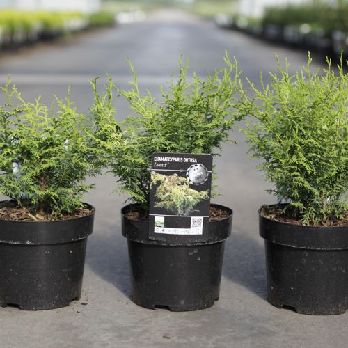 Chamaecyparis obtusa LUCAS® cont. 3L 20-25 cm +p