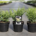 Chamaecyparis obtusa LUCAS® cont. 3L 20-25 cm +ф