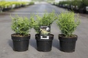 Chamaecyparis obtusa LUCAS® cont. 3L 20-25 cm +p