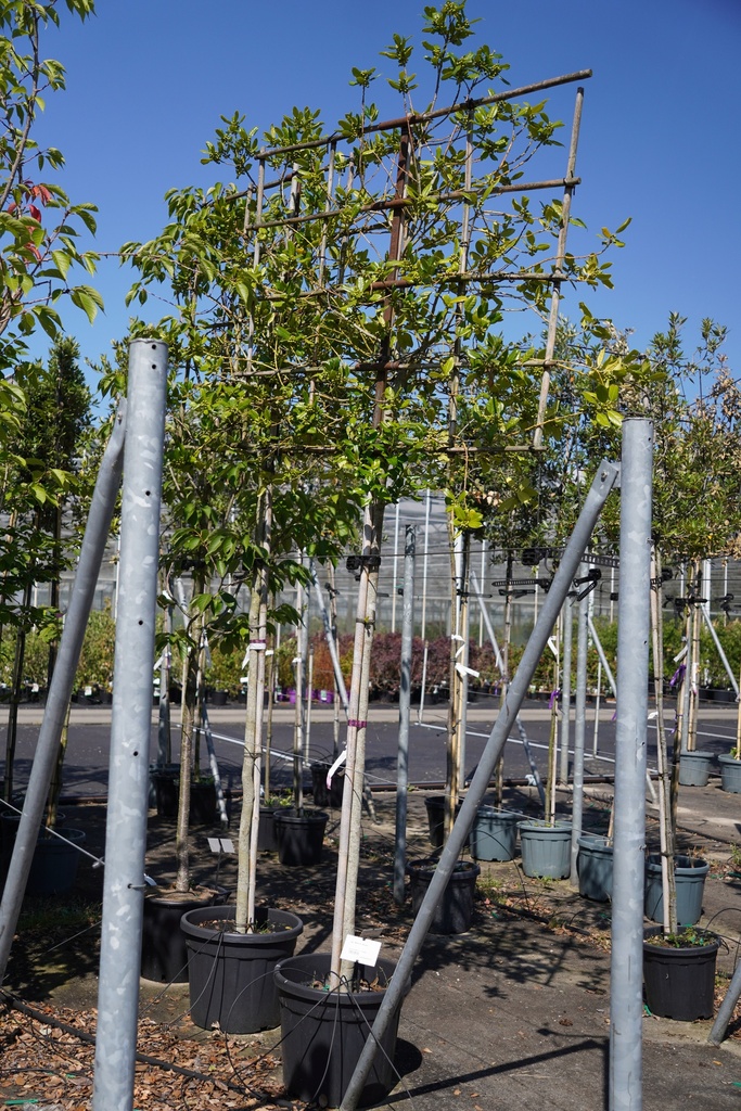 Ilex 'Nellie R. Stevens' cont. 35L standard 12-14 espalier