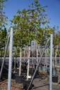 Ilex 'Nellie R. Stevens' cont. 35L standard 12-14 espalier
