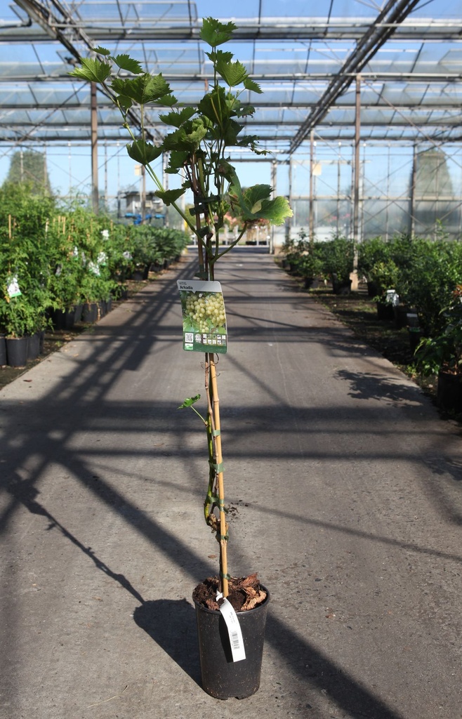 Vitis 'Arkadia' cont. 3L high 80-100 cm seedless grafted (white) +ф