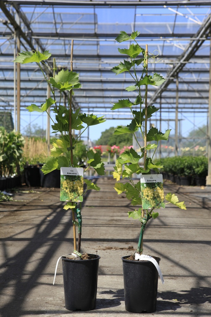 Vitis 'Arkadia' cont. 3L hoog 80-100 cm veredeld (wit) zonder pit +f