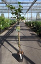 Vitis 'Arkadia' cont. 3L high 80-100 cm grafted (white) seedless +p