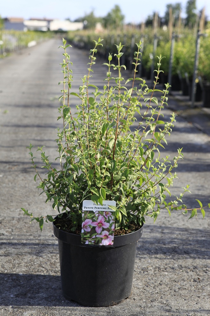 [P] Philadelphus PETITE PERFUME® PINK (PBR) cont. 3,6L 30-40 cm +ф