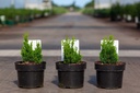 Chamaecyparis obtusa 'Meroki Twin' cont. 2L 20-25 cm +f