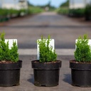 Chamaecyparis obtusa 'Meroki Twin' cont. 2L 20-25 cm +p