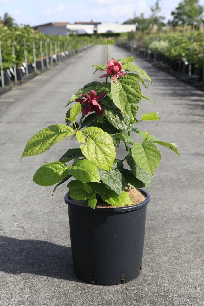 [P] Clerodendrum trichotomum fargesii Kont. 12L 100/+ cm +B