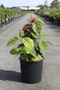 Clerodendrum trichotomum fargesii Kont. 12L 100/+ cm +B