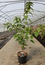 Clerodendrum trichotomum fargesii cont. 12L 100/+ cm +ф