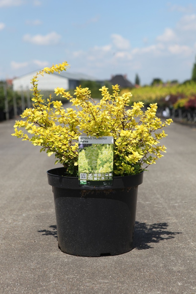 Berberis thunbergii 'Aurea' cont. 10L 40-50 cm +ф