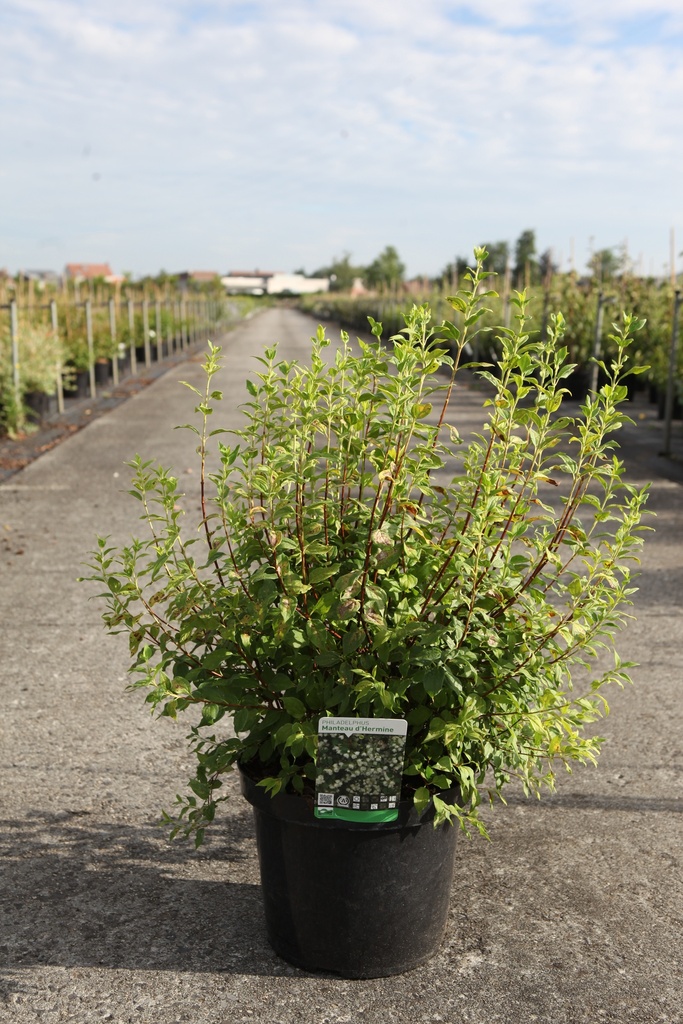 Philadelphus 'Manteau d'Hermine' Kont. 10L 50-60 cm +B