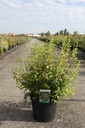 Philadelphus 'Manteau d'Hermine' cont. 10L 50-60 cm +ф
