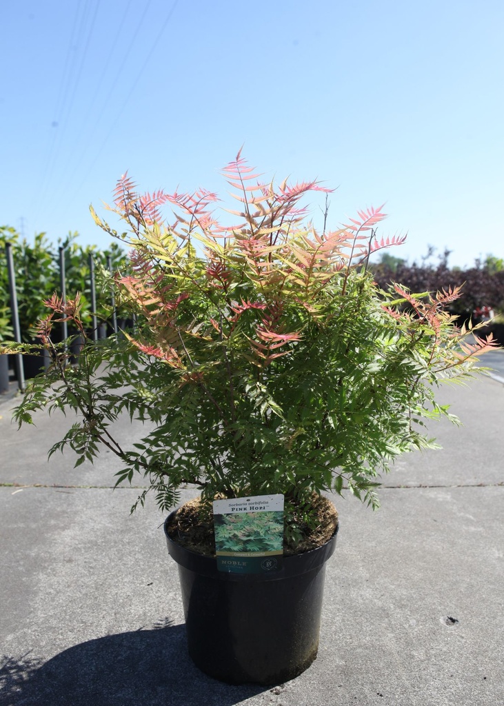 Sorbaria sorbifolia PINK HOPI (PBR) cont. 10L 50-60 cm +ф