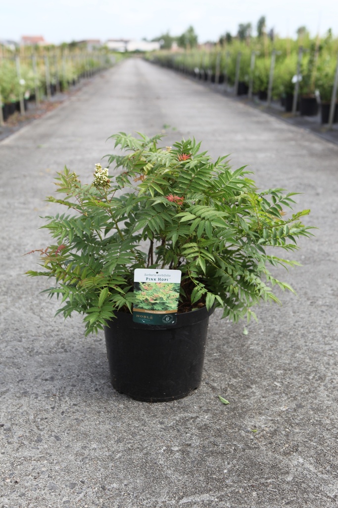 [P] Sorbaria sorbifolia PINK HOPI (PBR) cont. 10L 50-60 cm +f