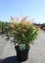 Sorbaria sorbifolia PINK HOPI (PBR) cont. 10L 50-60 cm +ф