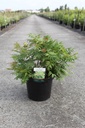 Sorbaria sorbifolia PINK HOPI (PBR) cont. 10L 50-60 cm +f