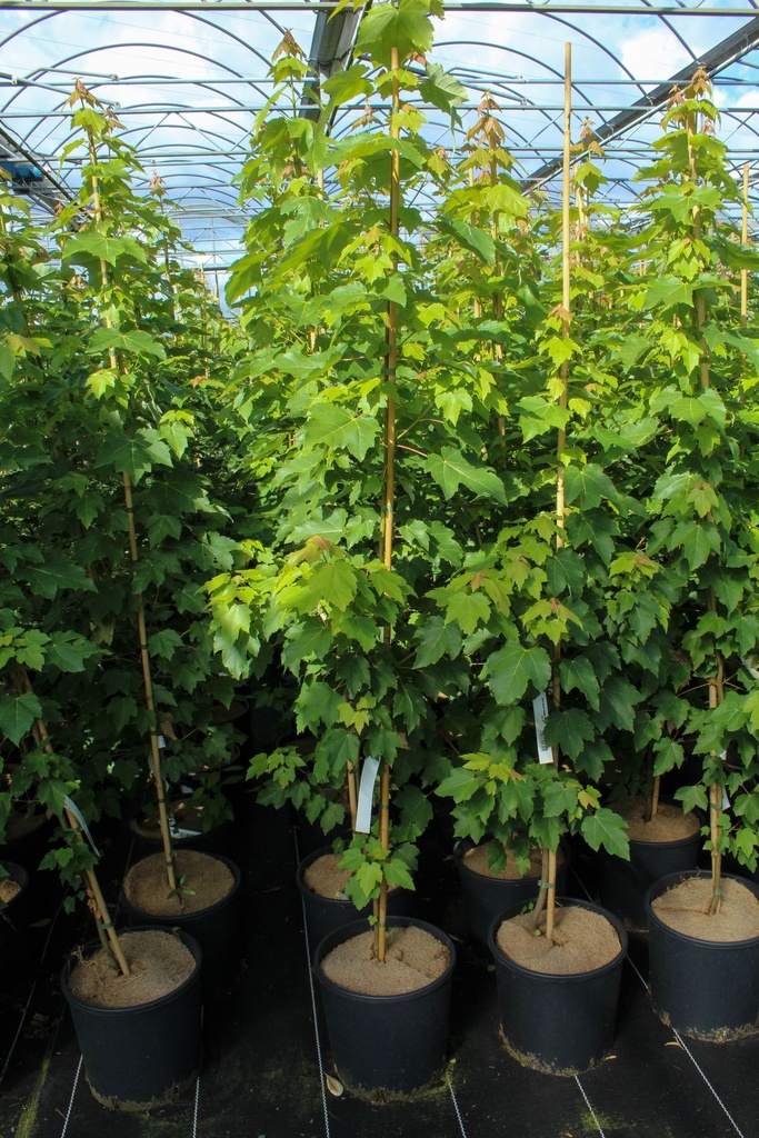[P] Acer rubrum 'October Glory' cont. 12L 150-175 cm junger Baum +B