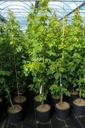 Acer rubrum 'October Glory' cont. 12L 150-175 cm baliveau +p