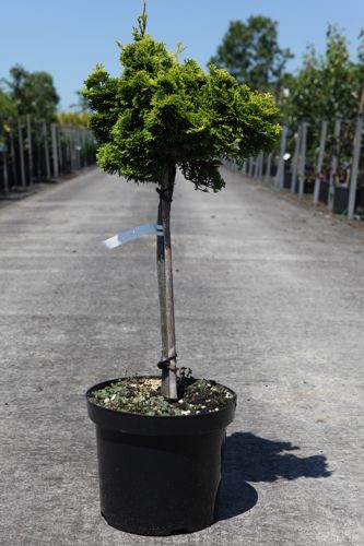 Chamaecyparis obtusa 'Nana Aurea' cont. 7,5L 40 cm standard