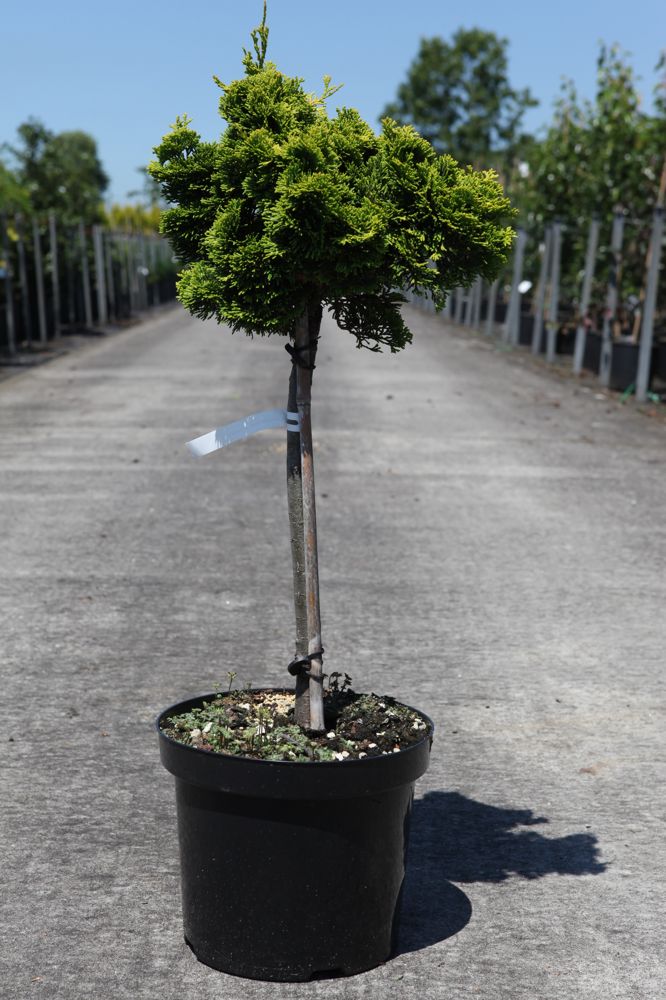 Chamaecyparis obtusa 'Nana Aurea' cont. 7,5L 40 cm standard