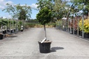 Chamaecyparis obtusa 'Nana Aurea' cont. 7,5L 40 cm Stamm
