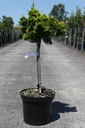 Chamaecyparis obtusa 'Nana Aurea' cont. 7,5L 40 cm standard