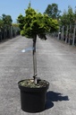 Chamaecyparis obtusa 'Nana Aurea' cont. 7,5L 40 cm standard