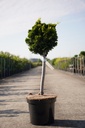 Chamaecyparis obtusa 'Nana Aurea' cont. 7,5L 40 cm standard