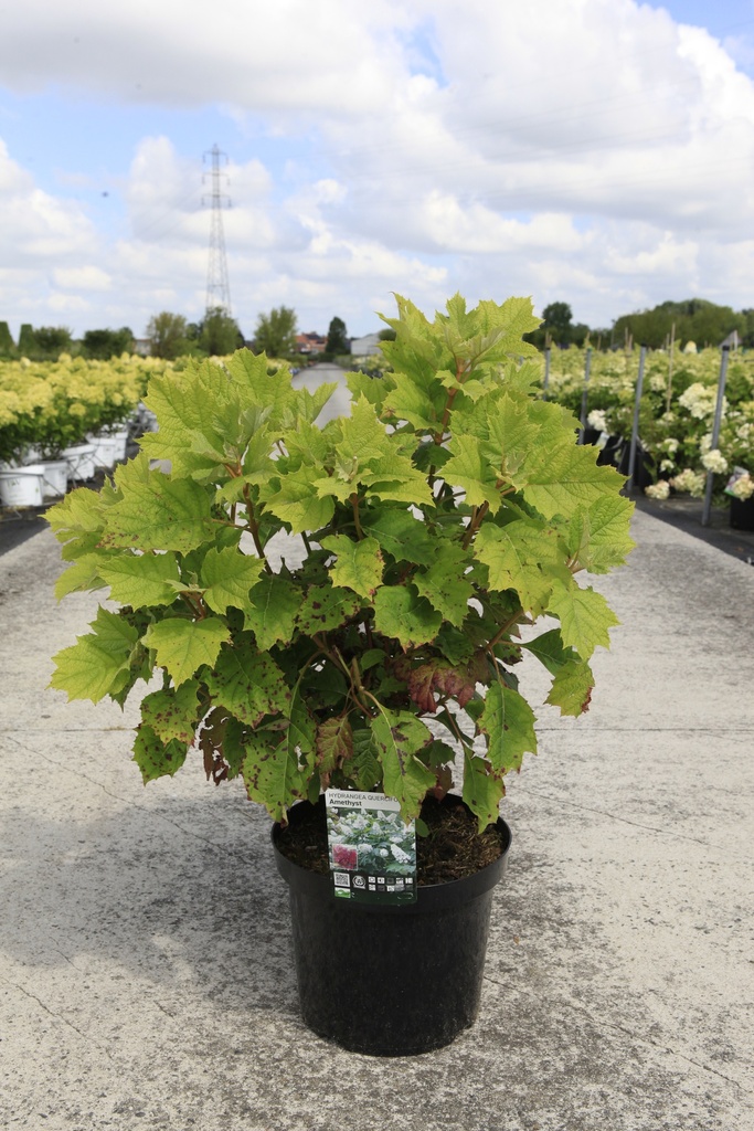 [P] Hydrangea quercifolia 'Amethyst' cont. 10L 50-60 cm +f