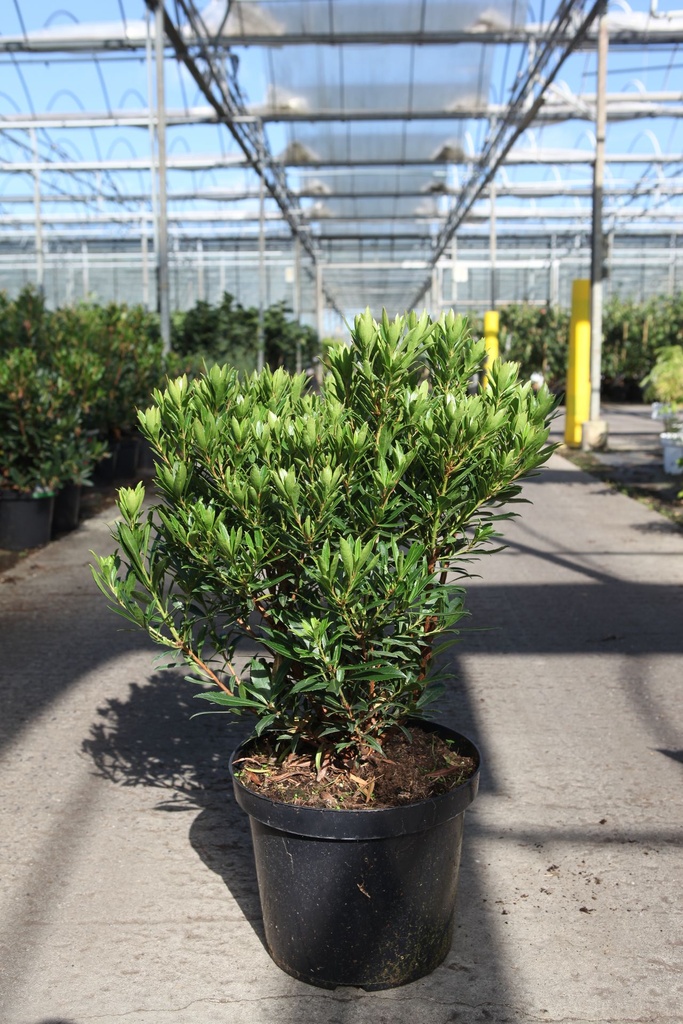 [P] Arbutus unedo MERCURIUS (PBR) cont. 10L 60-80 cm +ф