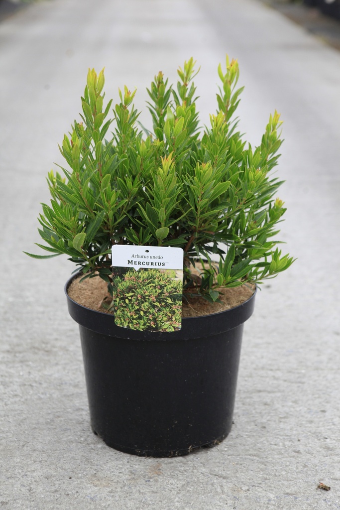 [P] Arbutus unedo MERCURIUS (PBR) cont. 10L 60-80 cm +f